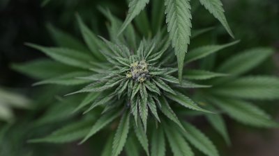  EEUU planea reclasificar la marihuana como droga de la Lista III