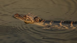 Alligator in water