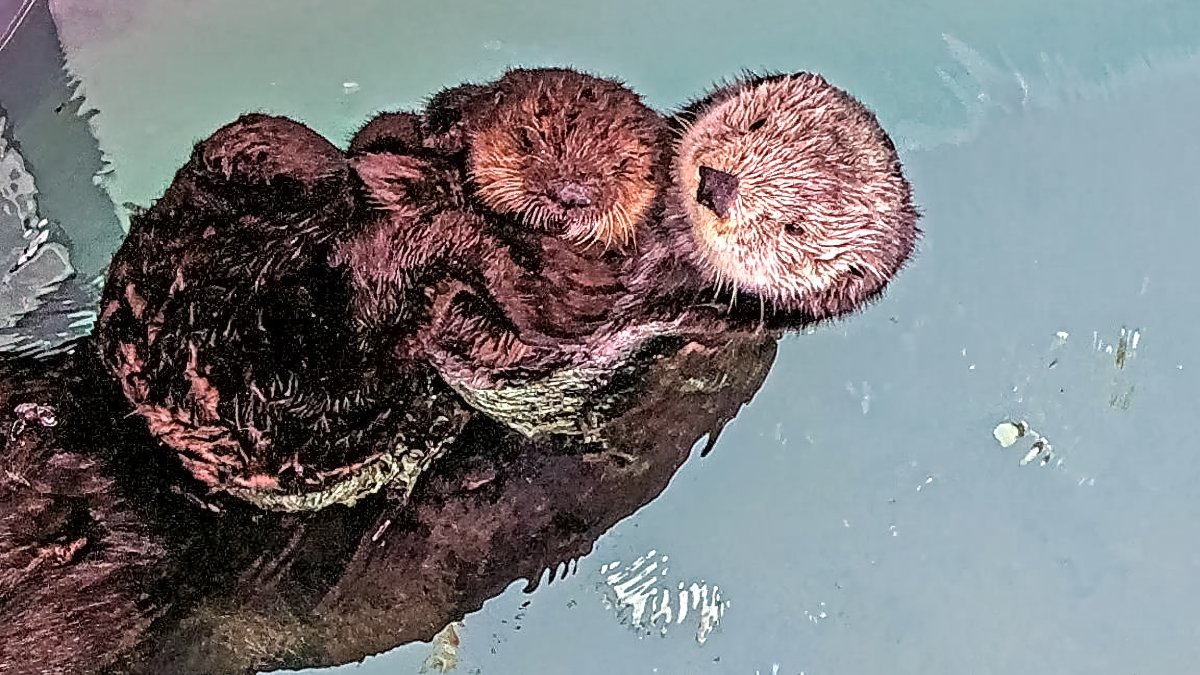 Otter Release
