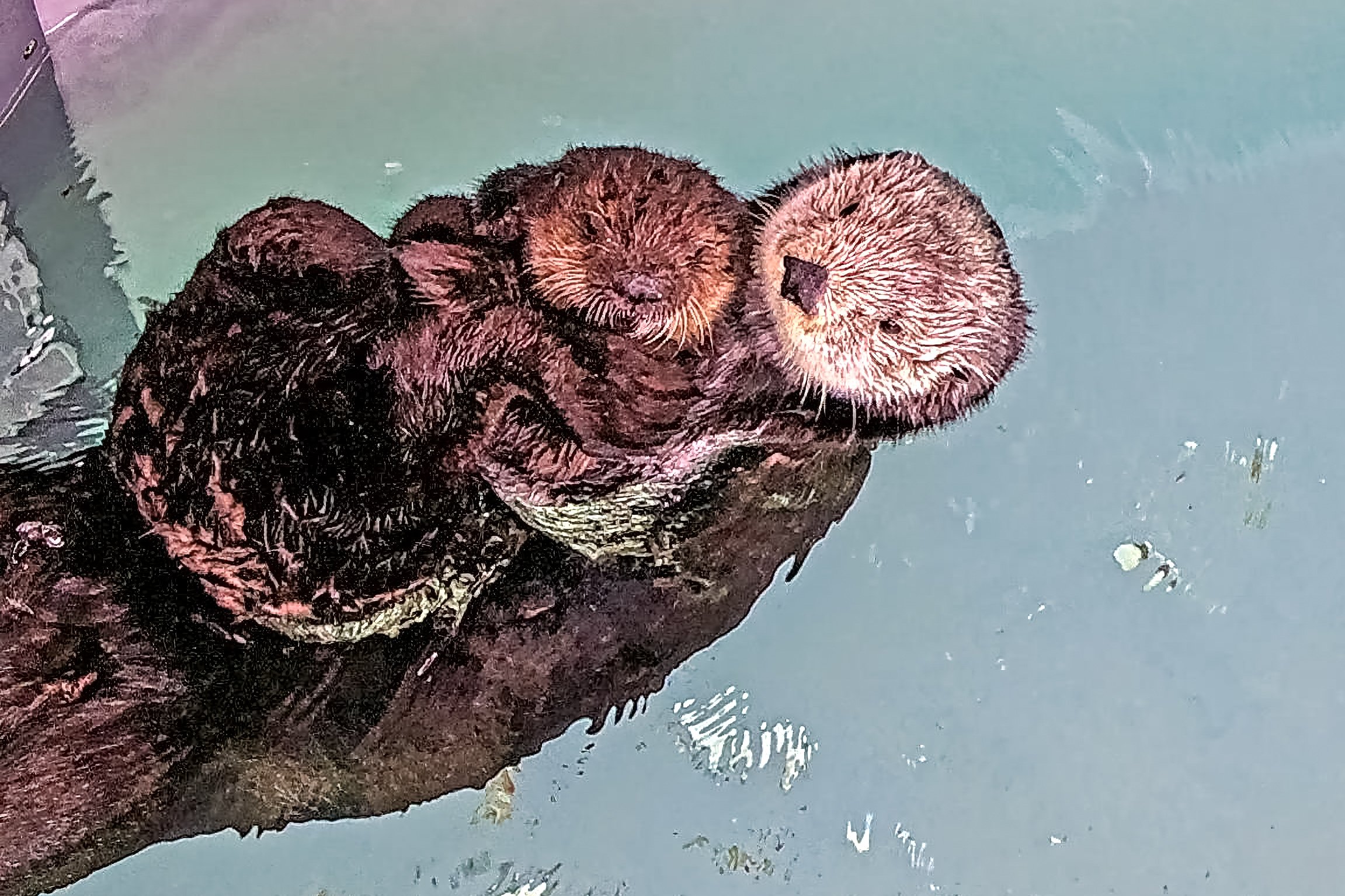Orphaned otter pup finds new home at the Aquarium of the Pacific - Vimarsana News