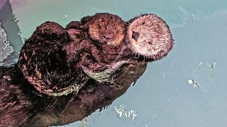 An orphaned sea otter pup found a new home at the Aquarium of the Pacific in Long Beach.