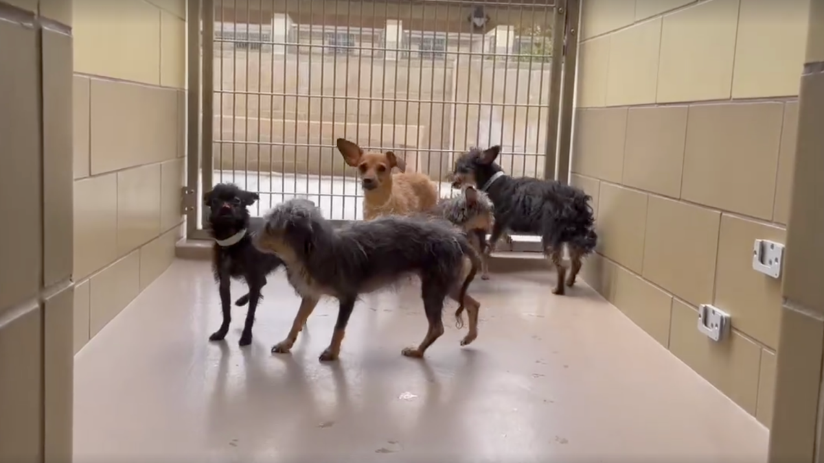 Over 100 dogs rescued from hoarder in Riverside County – NBC Los Angeles