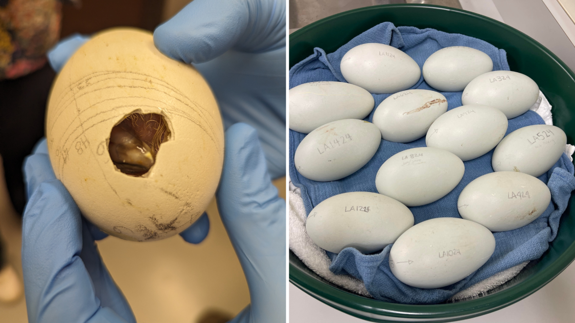 Condor Embryo 5 California condor chicks hatched at Los Angeles Zoo – NBC Los Angeles