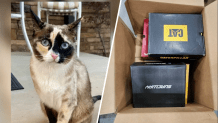 Left: An undated image of Galena the cat. Right: An undated of the box the cat was accidentally shipped in to a Southern California Amazon facility from Utah.