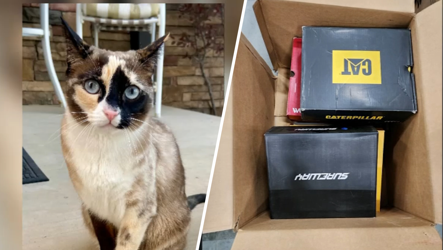 Left: An undated image of Galena the cat. Right: An undated of the box the cat was accidentally shipped in to a Southern California Amazon facility from Utah.