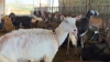 Pregnant goats stolen from dairy farm in Ontario
