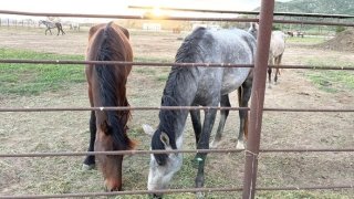 A pair of horses that were confiscated by the Riverside County Department of Animal Services as part of investigation graze grass.