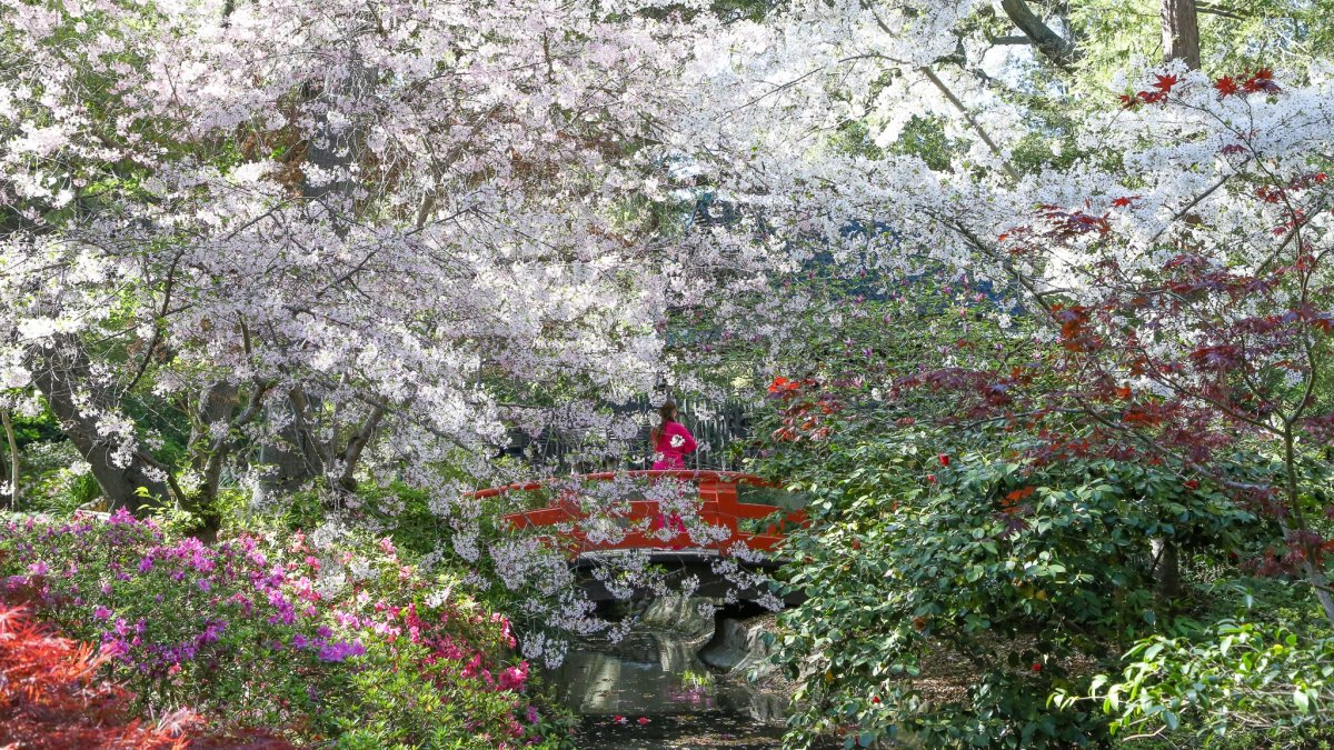 Cherry blossom fans Descanso Gardens just declared that peak bloom has begun NBC Los Angeles
