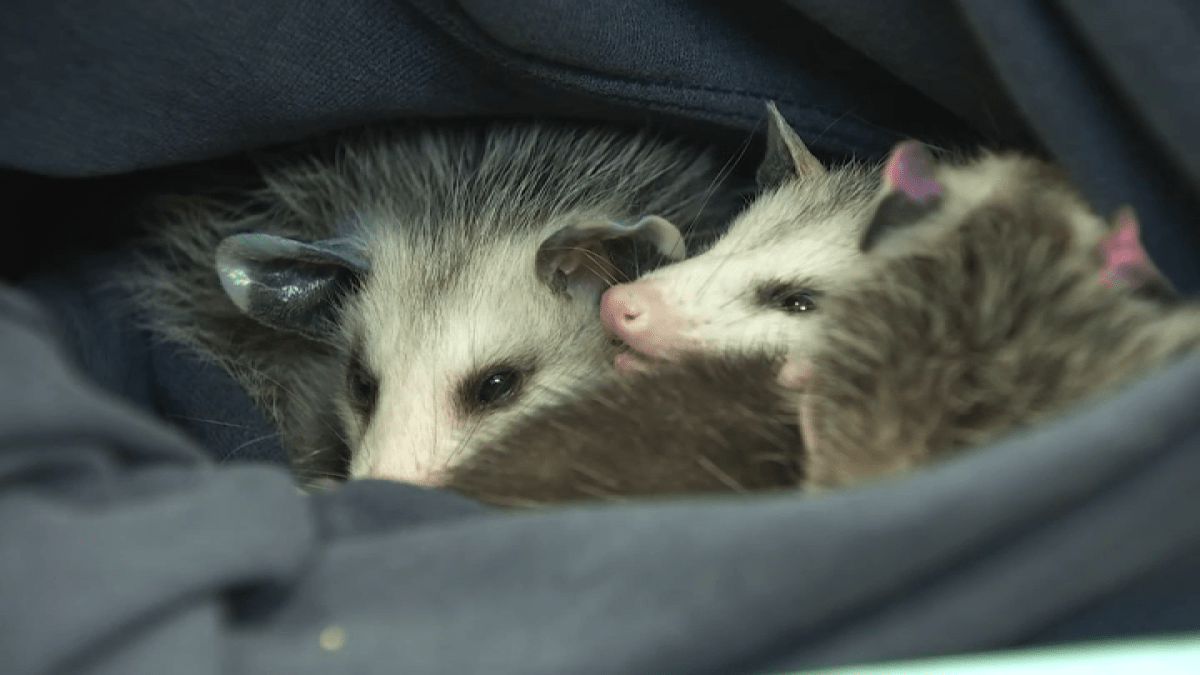 Orange County nonprofit caring for hundreds of wildlife baby animals