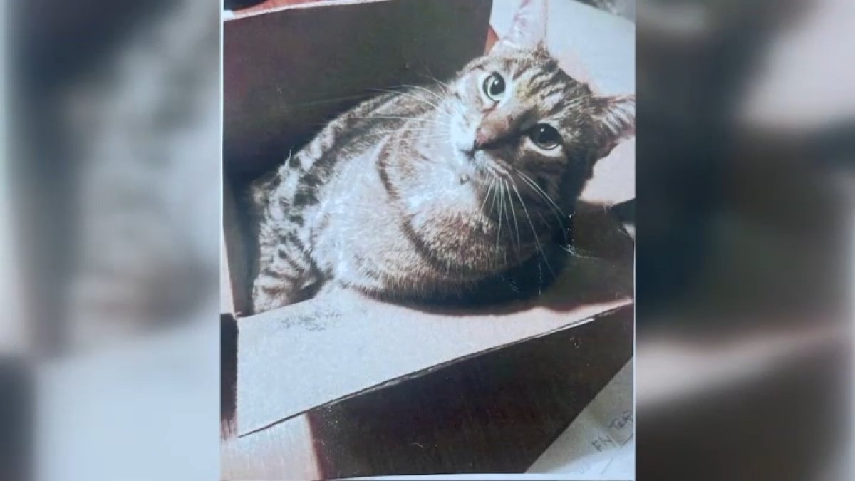 Pet parents receive cat back in bag after cremation company ?ghosts' them