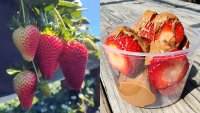 Sweet stuff: A ‘Strawberry Street Fair' is flowering at Tanaka Farms