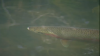 Steelhead trout listed as endangered in California