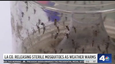 LA County releases sterile mosquitoes as warmer weather nears