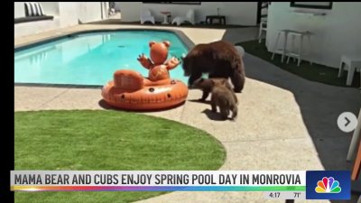 Mama bear and cubs enjoy spring pool day in Monrovia