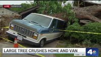 Large tree falls in Monrovia, crushing home and van