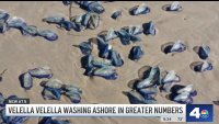 Blue, jelly-like creatures showing up on Southern California beaches