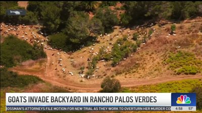 Rogue goats gather in Rancho Palos Verdes backyard