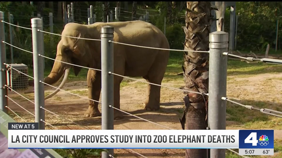 LA City Council approves study into death of LA zoo elephant deaths ...