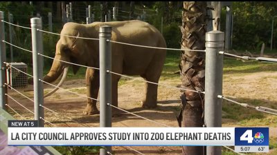 LA City Council approves study into death of LA zoo elephant deaths