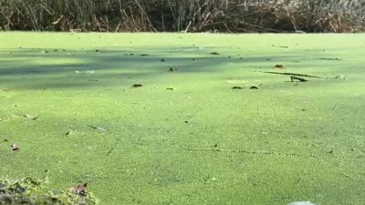 Toxic algae bloom impacts Southern California lakes