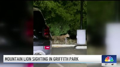 Mountain lion sighting in Griffith Park