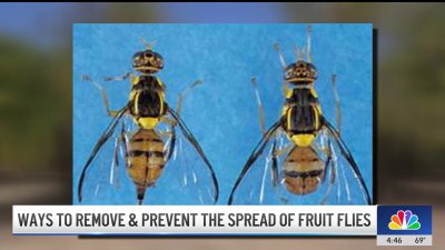 Ways to remove and prevent the spread of fruit flies