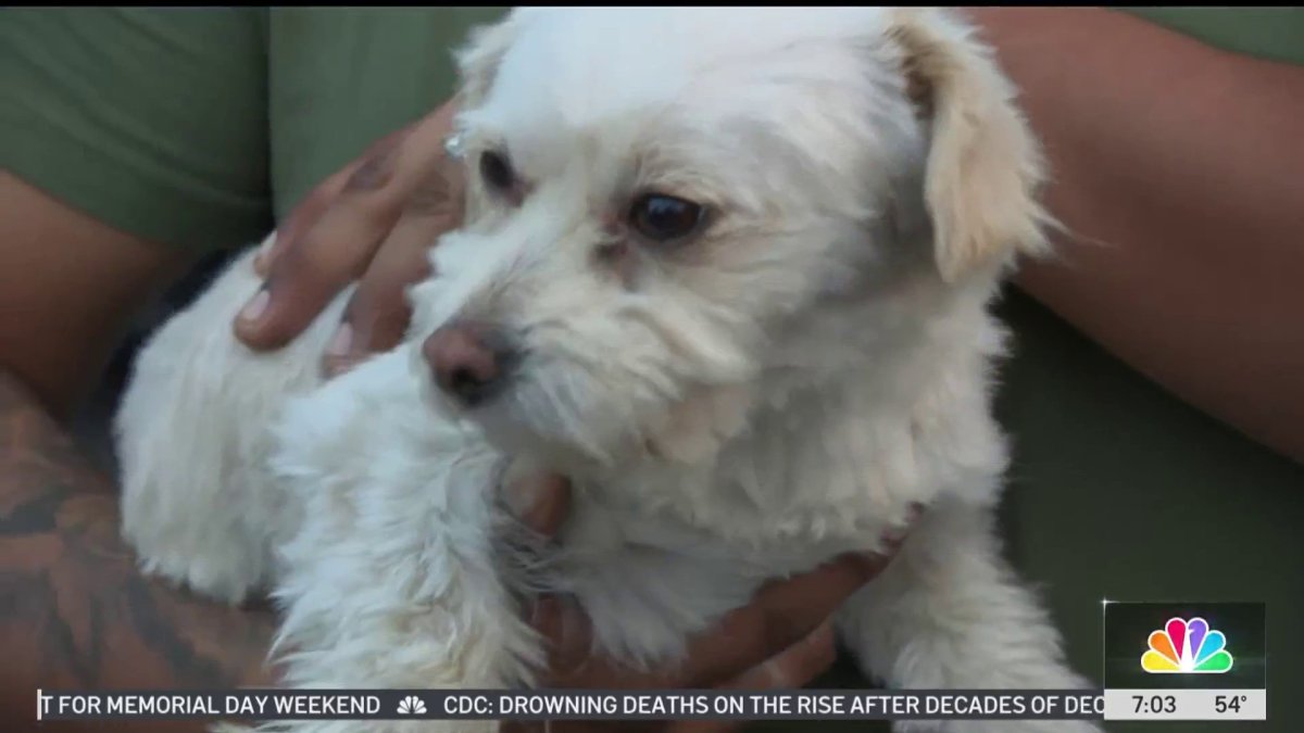 Dog alerted family when a fire broke out at a century-old South LA ...