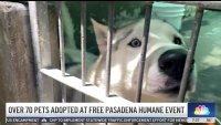 Over 70 pets adopted at Pasadena Humane event