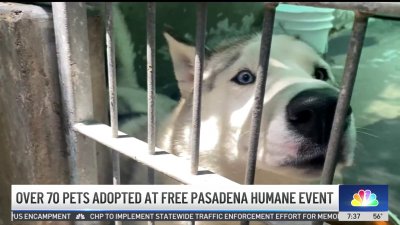 Over 70 pets adopted at Pasadena Humane event