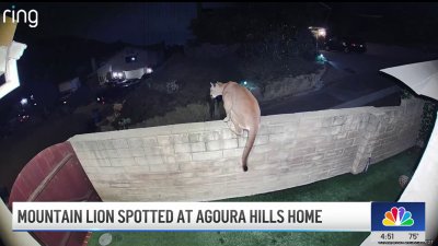 Mountain lion spotted at Agoura Hills home