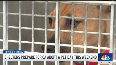 LA animal shelters overwhelmed by overpopulation