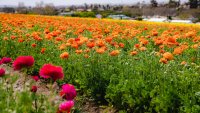 May Gray FTW: The Flower Fields will stay open for an additional week due to cooler temps