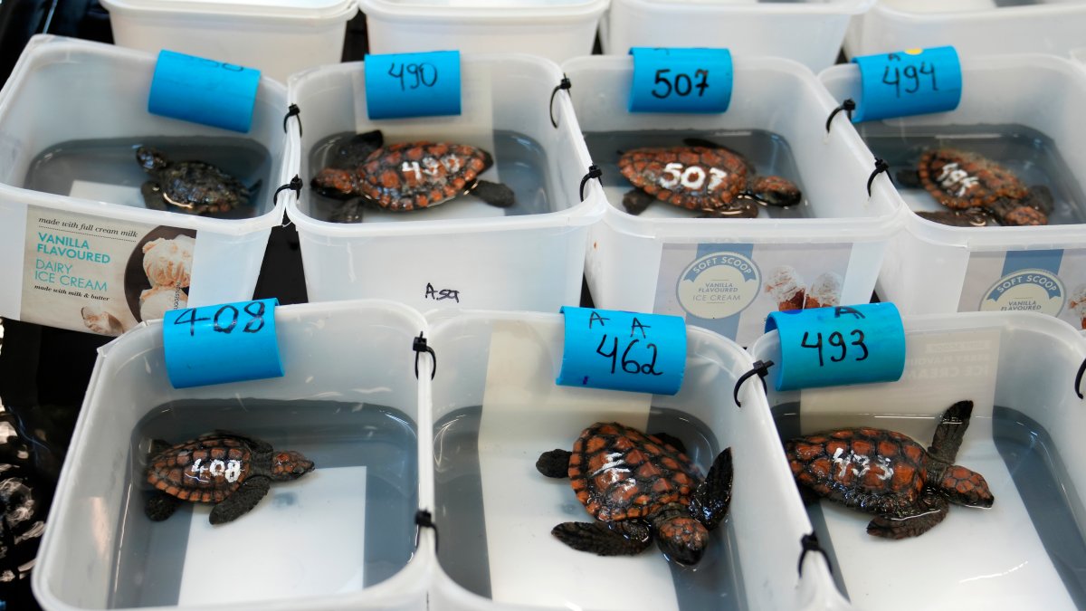Over 500 baby sea turtles rescued after they washed ashore in big storm off South Africa – NBC Los Angeles - Vimarsana News