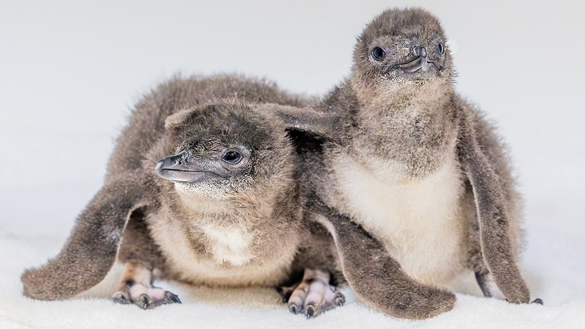 Little Blue Penguin chicks are tugging heartstrings at Birch Aquarium ...