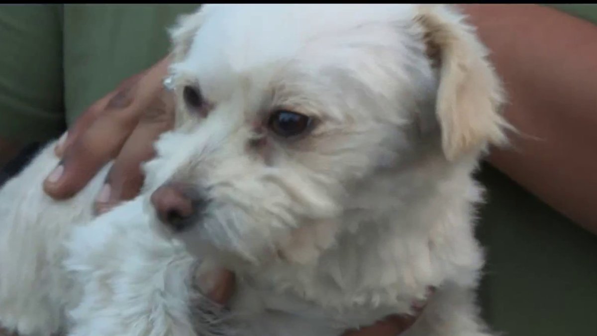 Dog alerts family as fire damages century-old church in South LA – NBC ...