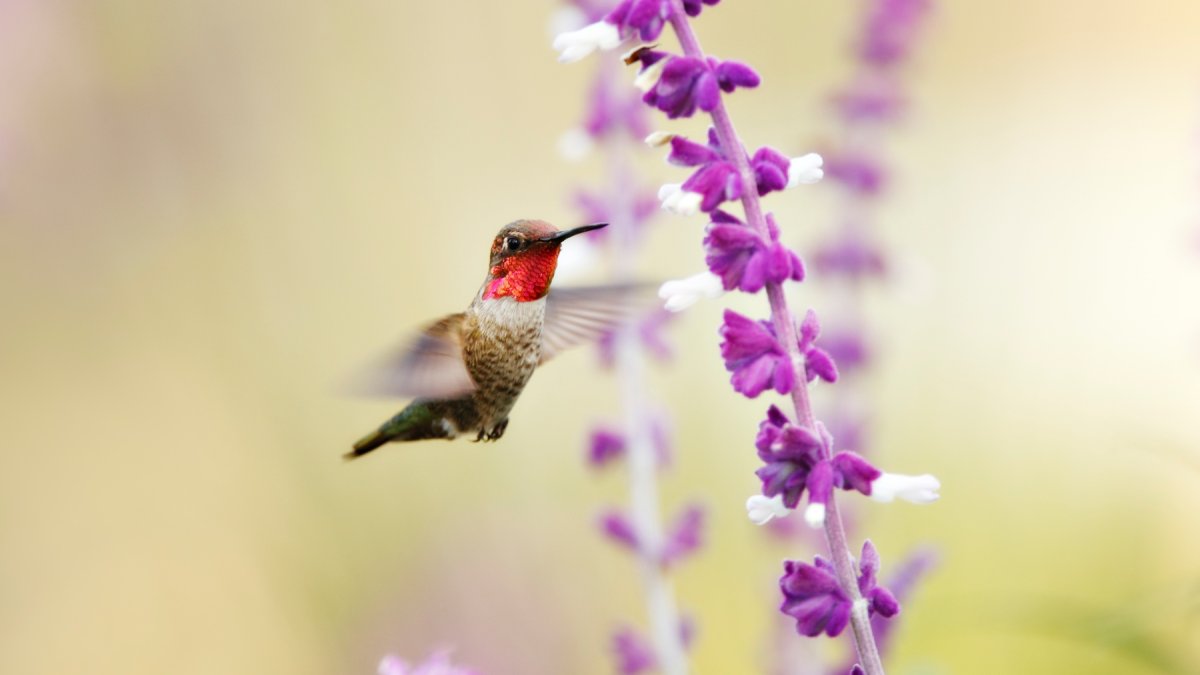 Happy National Wildflower Week: Irvine Ranch Conservancy is hosting a 'Wildflower Takeover' – NBC Los Angeles - Vimarsana News