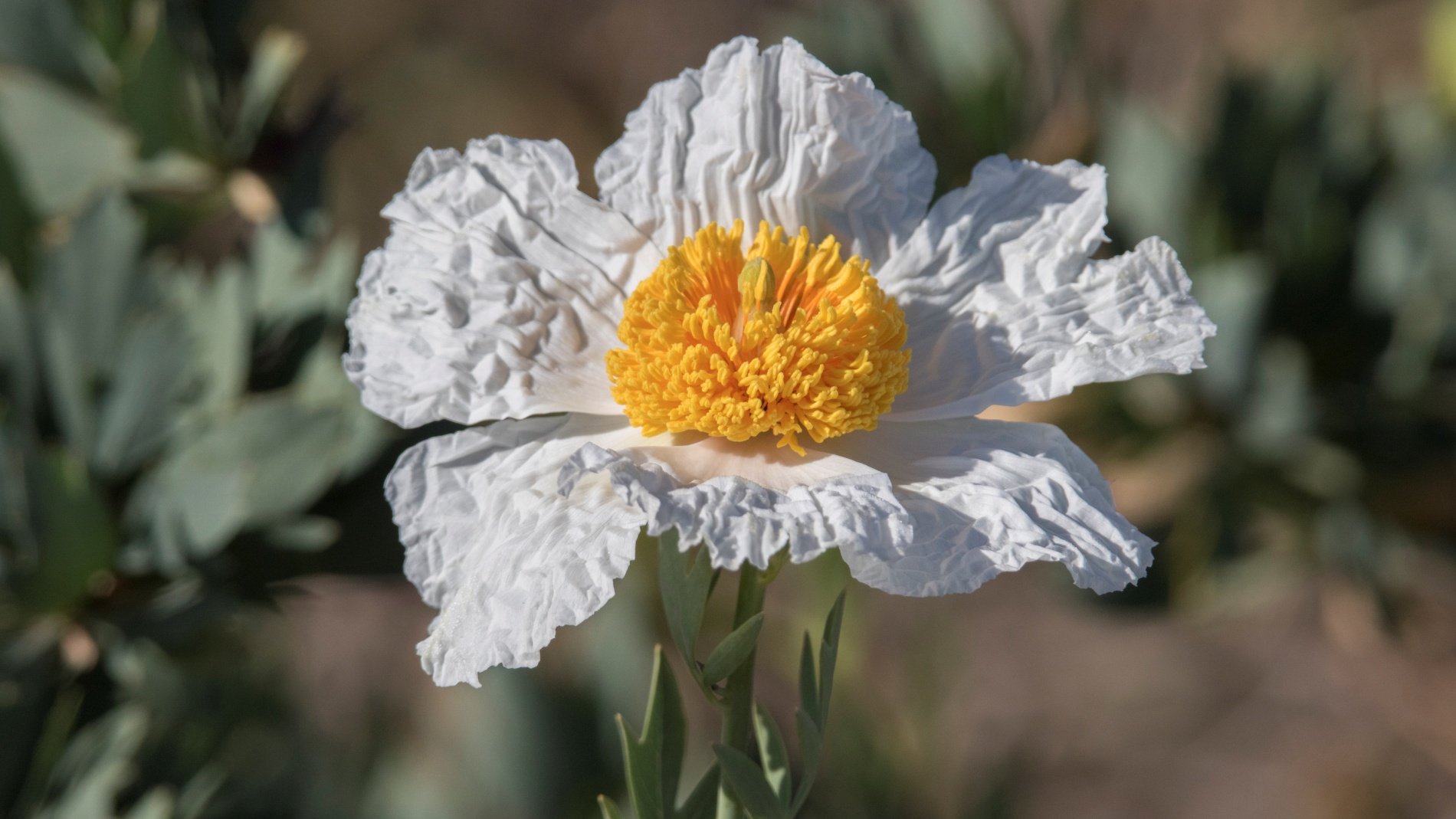 It's 'Fried Egg Season' around Southern California's gardens – NBC Los Angeles - Vimarsana News