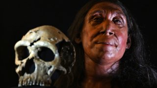 A picture shows the rebuilt skull and a physical reconstruction of the face and head, of a 75,000-year-old Neanderthal woman.