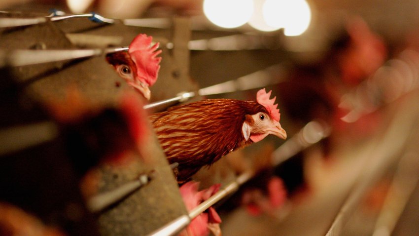 HALESWORTH, UNITED KINGDOM – FEBRUARY 06:  Battery hens sit in a chicken shed on February 6, 2007 in Suffolk, England. Russia, Ireland, Hong Kong, Japan, South Korea and South Africa have announced bans on UK poultry imports after the news that the Bernard Matthews poultry processing farm in the UK confirmed an outbreak of the H5N1strain of bird flu. A massive cull of over 160,000 turkeys has been completed by Government appointed vets. (Photo by Jamie McDonald/Getty Images)