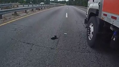 Watch: Officer rescue kitten from highway in Florida