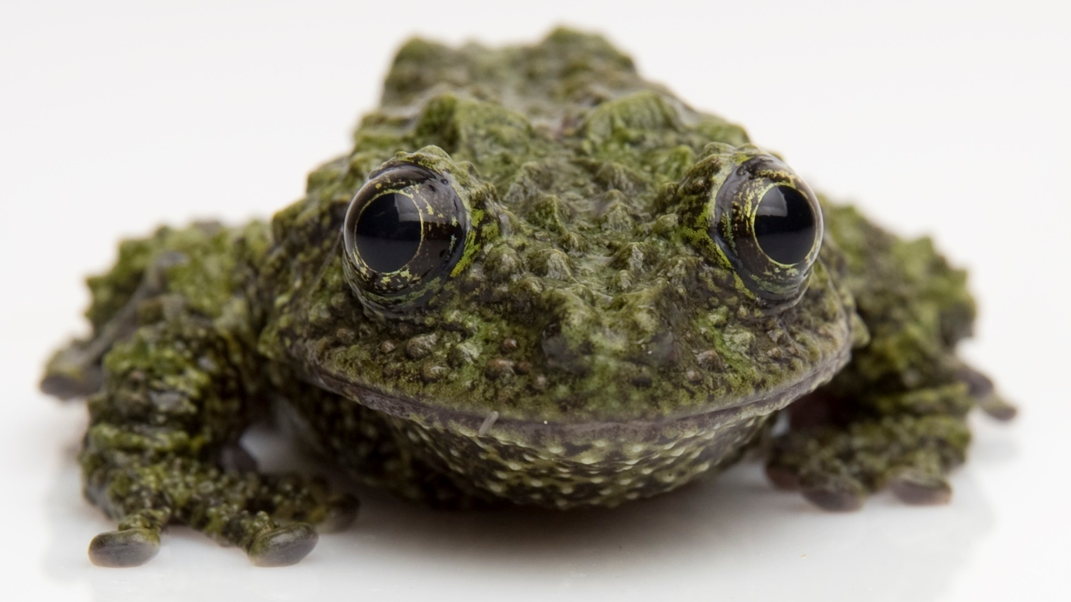 Frogs' hops, with hope, into the Aquarium of the Pacific; the new