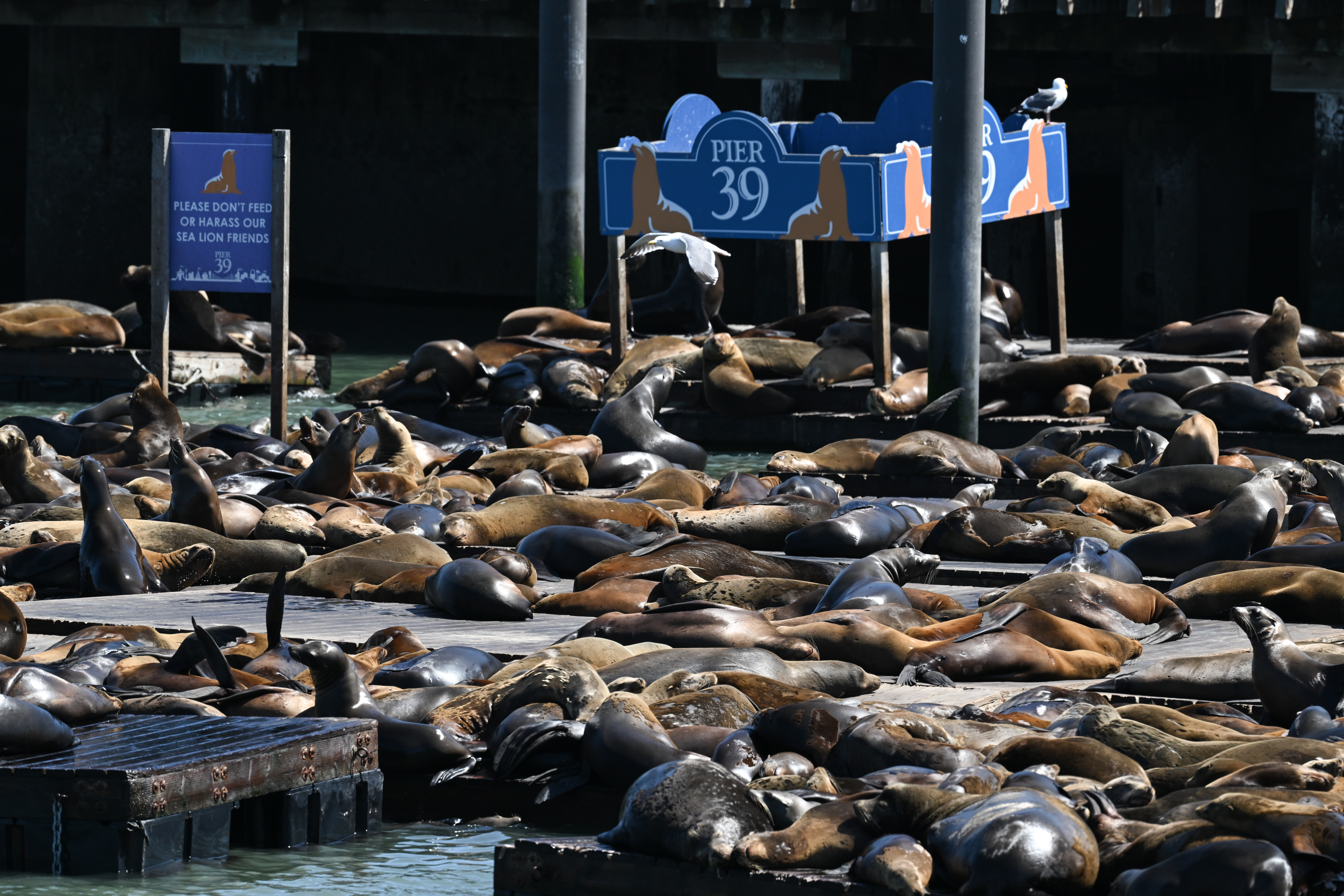 Crush of sea lions at Pier 39 – NBC Los Angeles - Vimarsana News