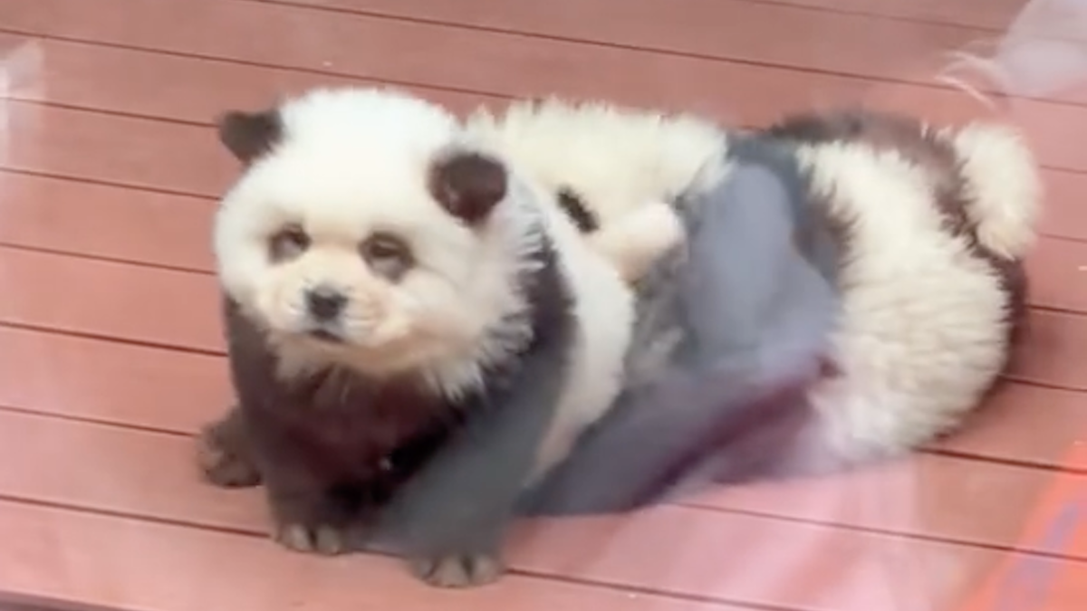 ‘Pandas’ at Chinese zoo are Chow Chow dogs dyed black and white – NBC ...