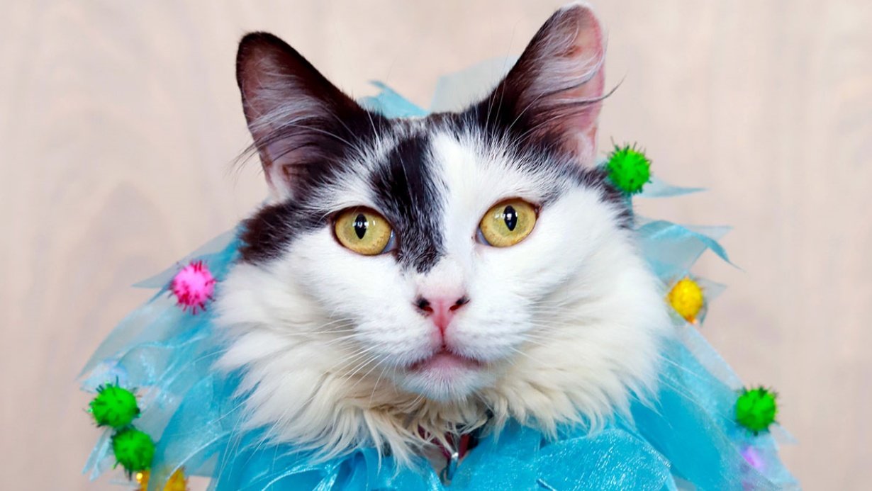 A sweet 'Summer Carnival of Cats' is tumbling into Tail Town Cat Café – NBC Los Angeles - Vimarsana News