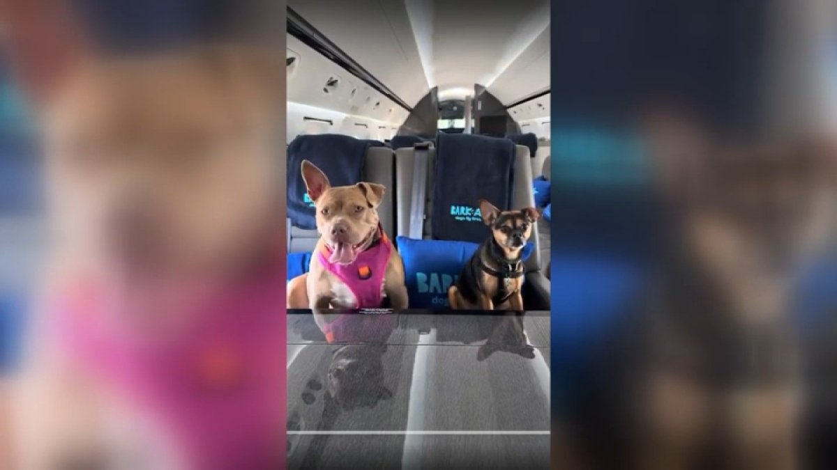Airline ‘Bark Air’ lands inaugural flight full of dogs in Van Nuys