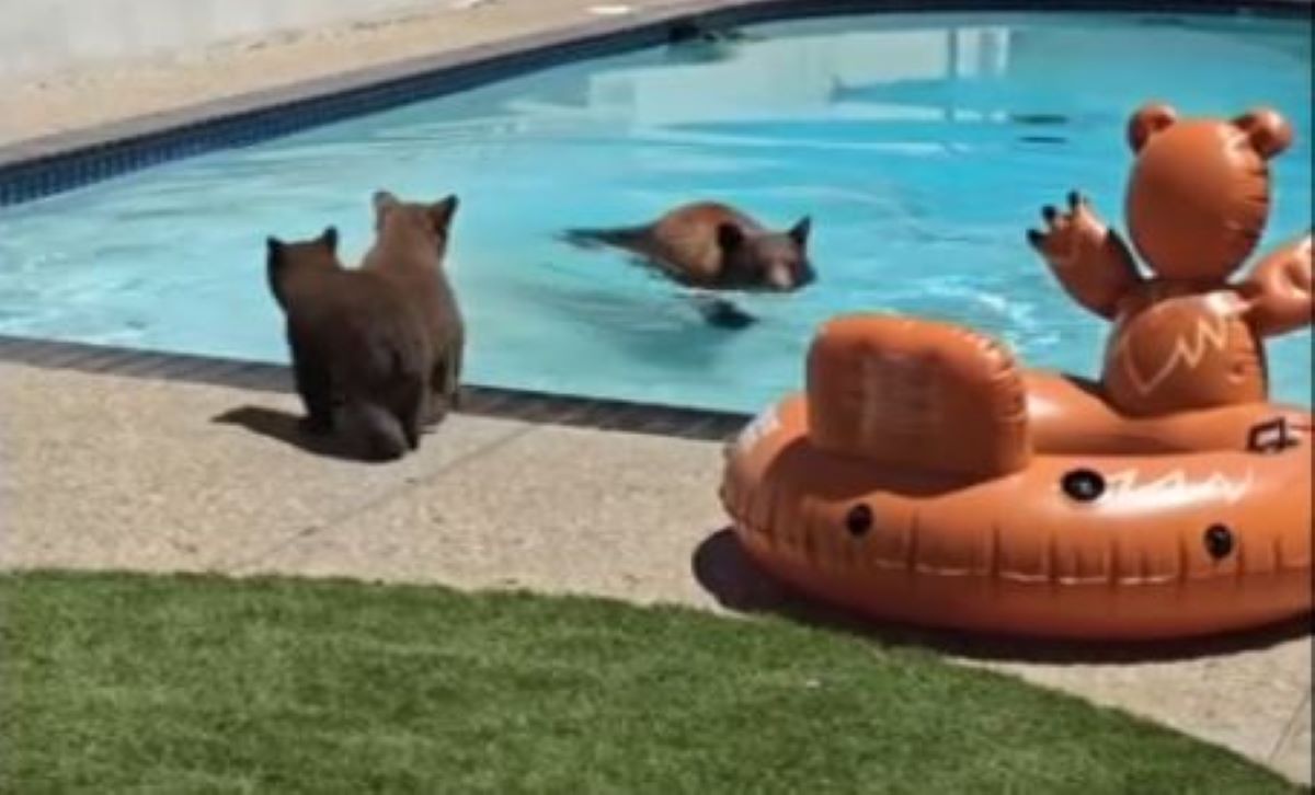 Watch: Bear and cubs enjoy pool day in Monrovia – NBC Los Angeles