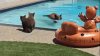 ‘Cuteness overload.' Watch bear and 2 cubs enjoy a spring pool day in Monrovia