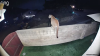 Mountain lion spotted prowling late night in Agoura Hills neighborhood