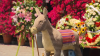 Olvera Street business with famed life-size burro at risk of shutting down