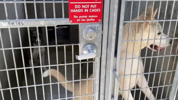 Animal activists concerned with LA’s ability to care for shelter pets ...